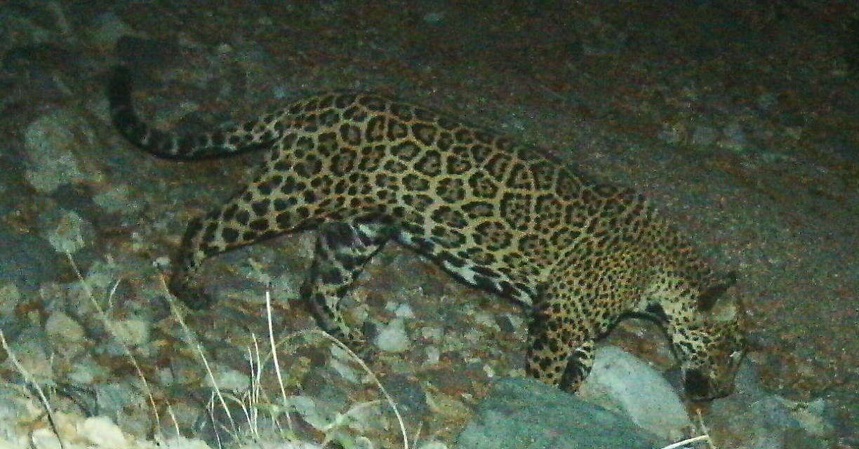 'El Jefe' the jaguar, famed in US, photographed in Mexico – The Associated Press