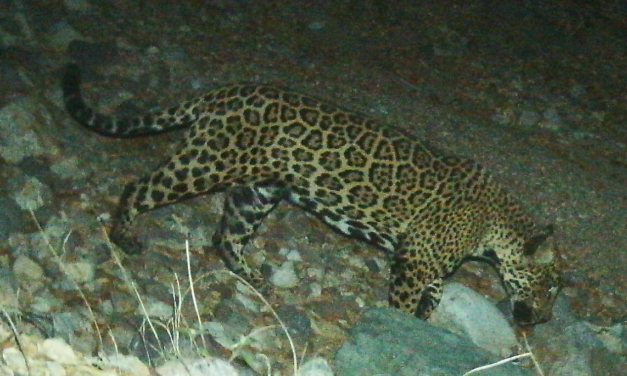 'El Jefe' the jaguar, famed in US, photographed in Mexico – The Associated Press