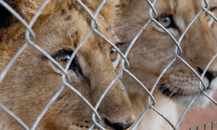World Lions Day: When the predator becomes prey – Businessday