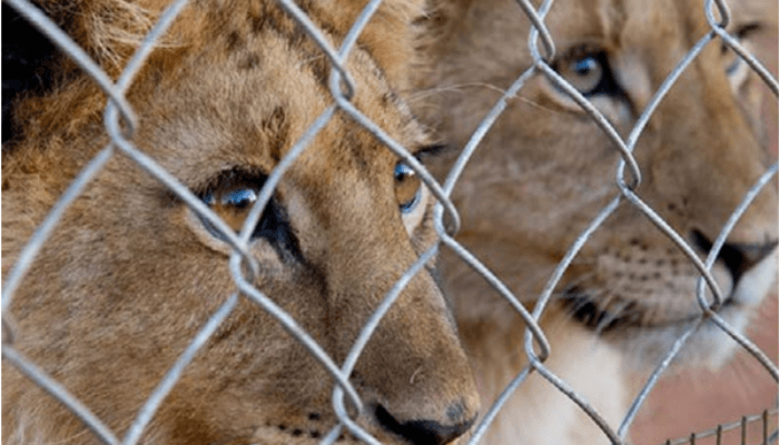 World Lions Day: When the predator becomes prey – Businessday