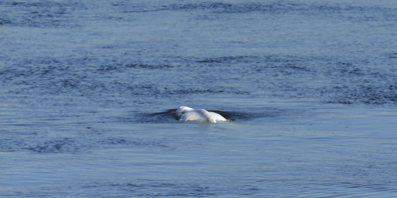 Beluga whale lost in French river euthanized during rescue – The Associated Press