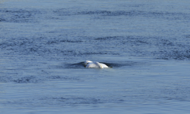 Beluga whale lost in French river euthanized during rescue – The Associated Press