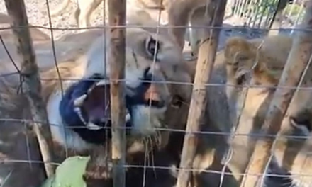 WATCH | Mane attraction: Rescued Romanian lions find new home at SA sanctuary – News24