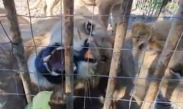 WATCH | Mane attraction: Rescued Romanian lions find new home at SA sanctuary – News24