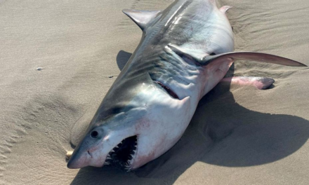 Teen surfer bitten, dead shark found on shore in latest New York sightings – ABC News