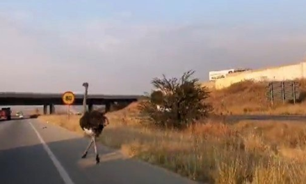Traumatised ostrich dies after six-hour ordeal on Gauteng highway – News24