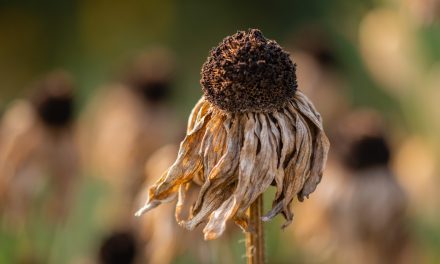 Common weed may be ‘super plant’ that holds key to drought-resistant crops – Science Daily